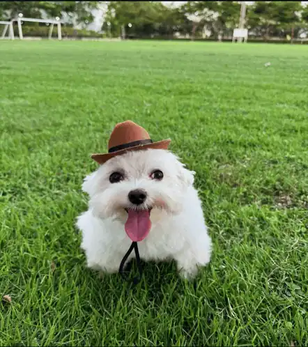Jomvet the dog